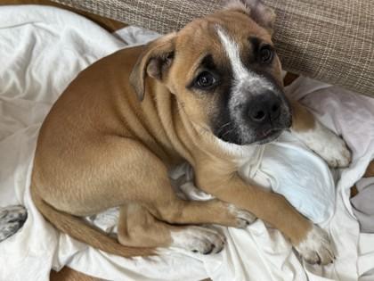 Enlarge Lunaire 51933, a ADOPTABLE Mixed Breed in Oklahoma City, OK image 1/1