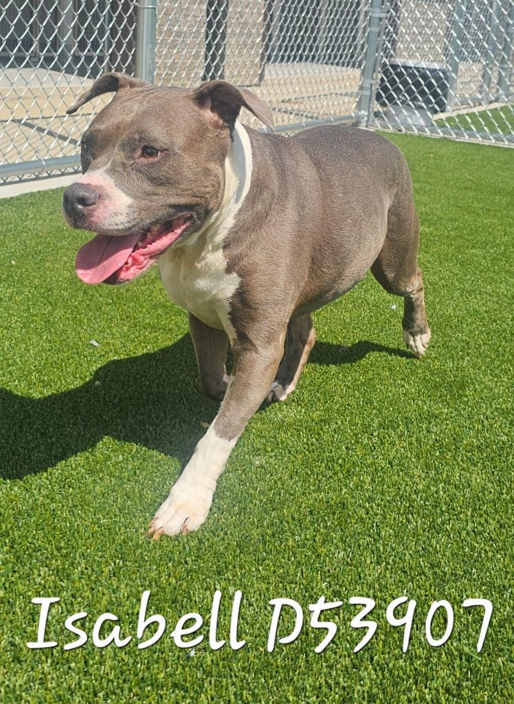 Isabell, Adoptable, Senior Female Pit Bull Terrier.