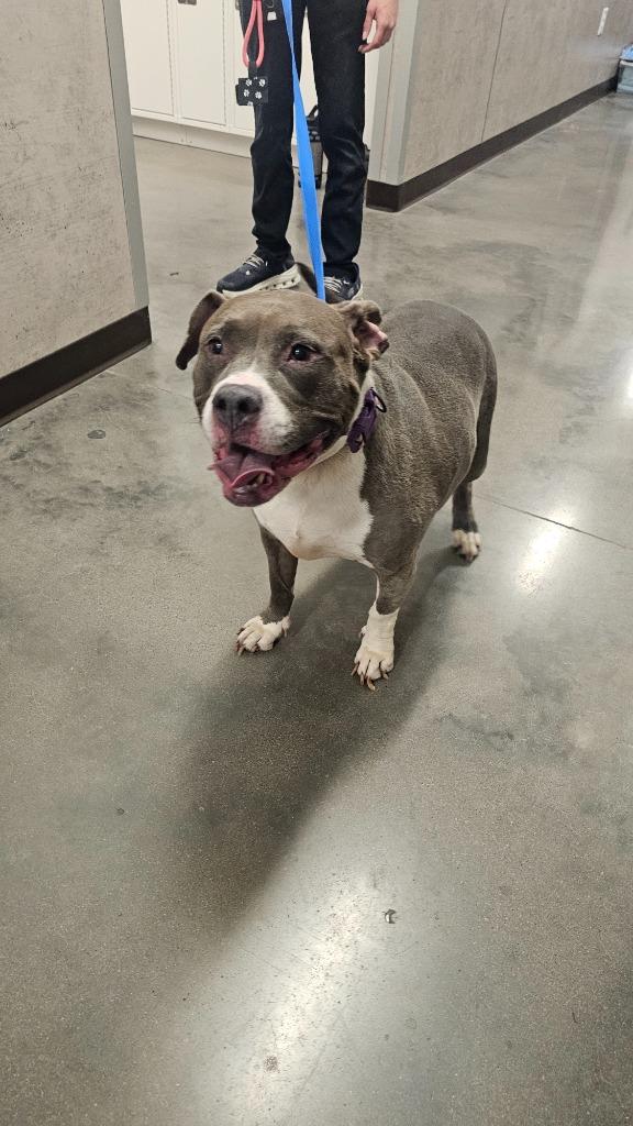 Enlarge Isabell, a Adoptable Pit Bull Terrier in Clarksville, TN image 2/2