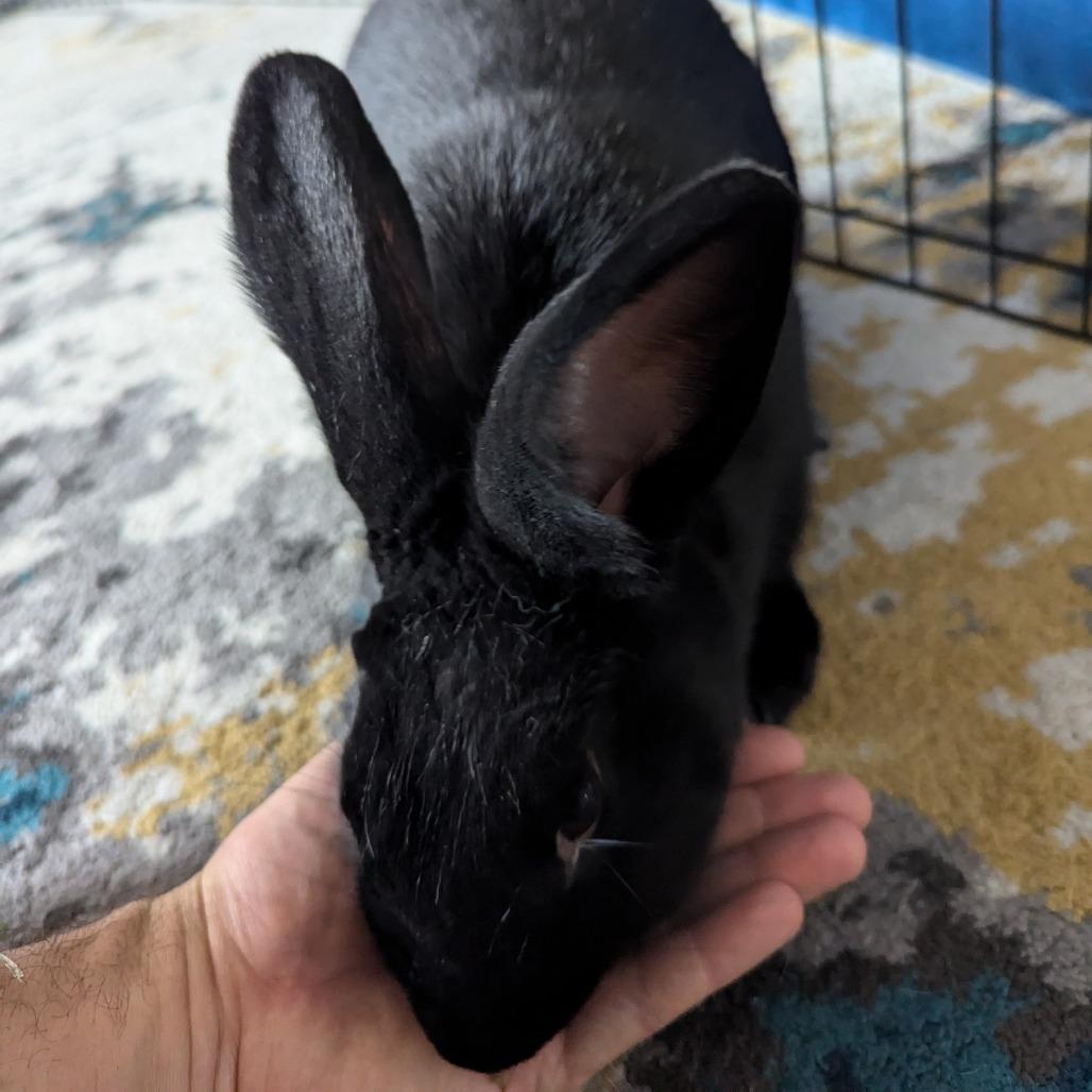 Guinness, Adoptable, Adult Female Havana.