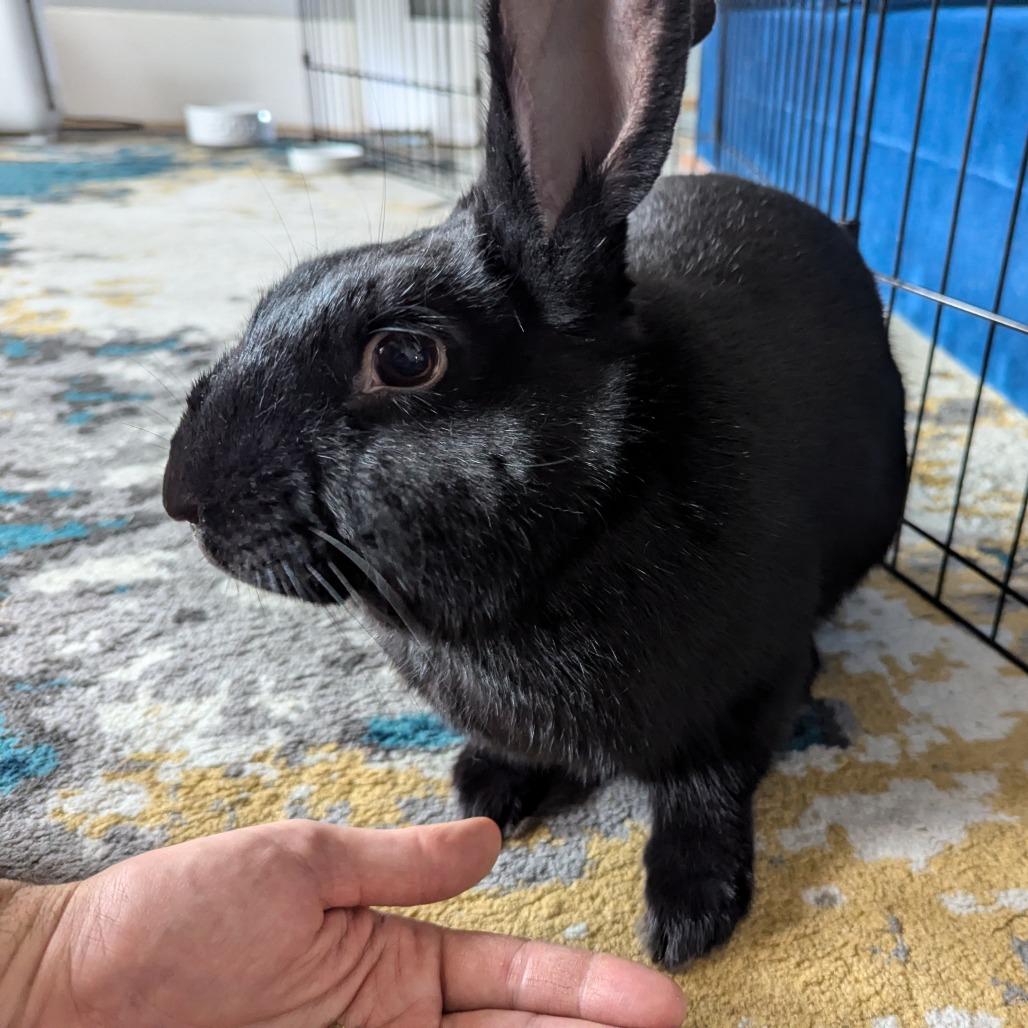 Guinness, a Adoptable Havana in Richmond, CA image 2/6