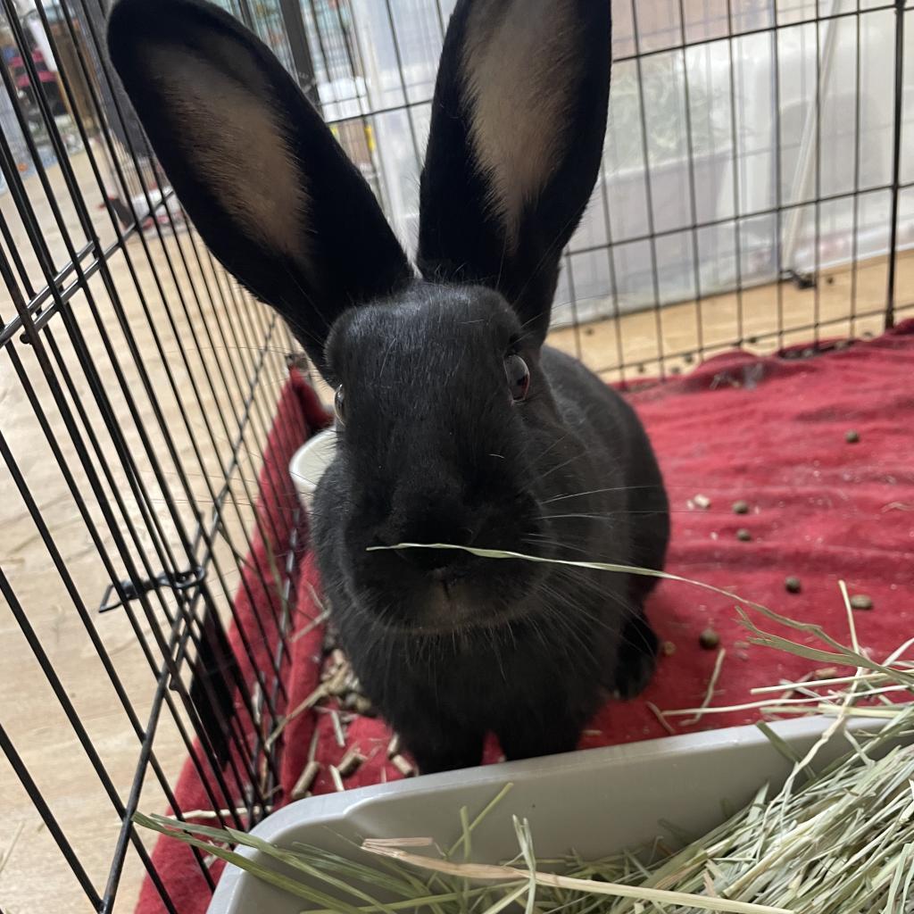 Guinness, a Adoptable Havana in Richmond, CA image 3/6