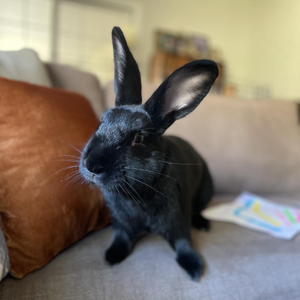 Guinness, a Adoptable Havana in Richmond, CA image 4/6