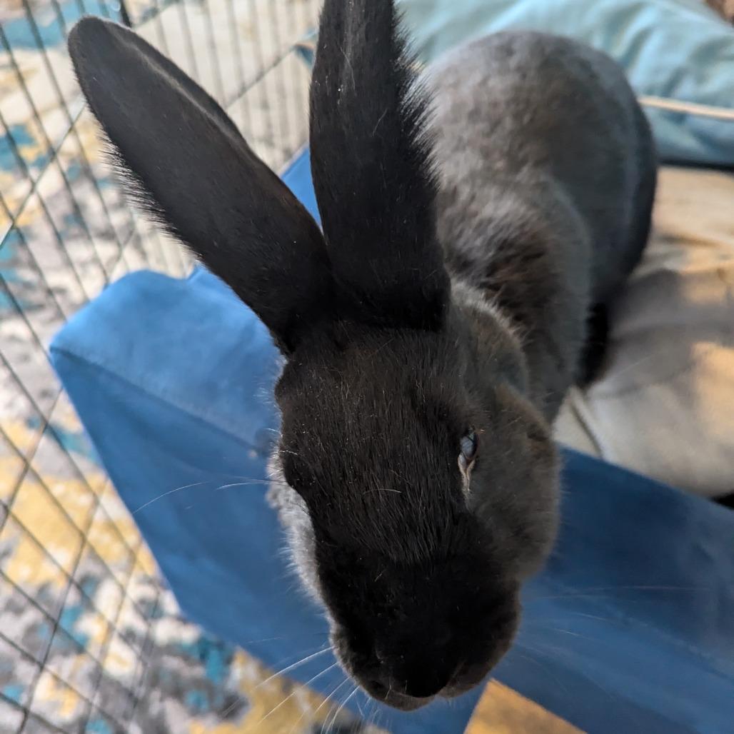 Guinness, a Adoptable Havana in Richmond, CA image 6/6