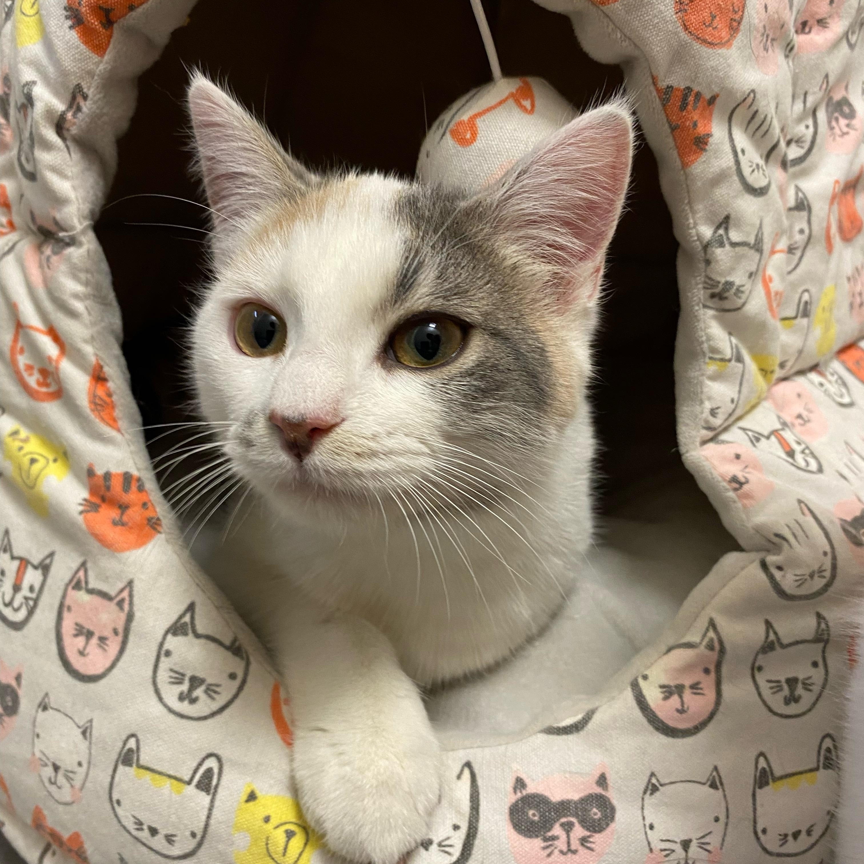 Enlarge S'more, an adopted Domestic Short Hair in Pottsville, PA image 1/1