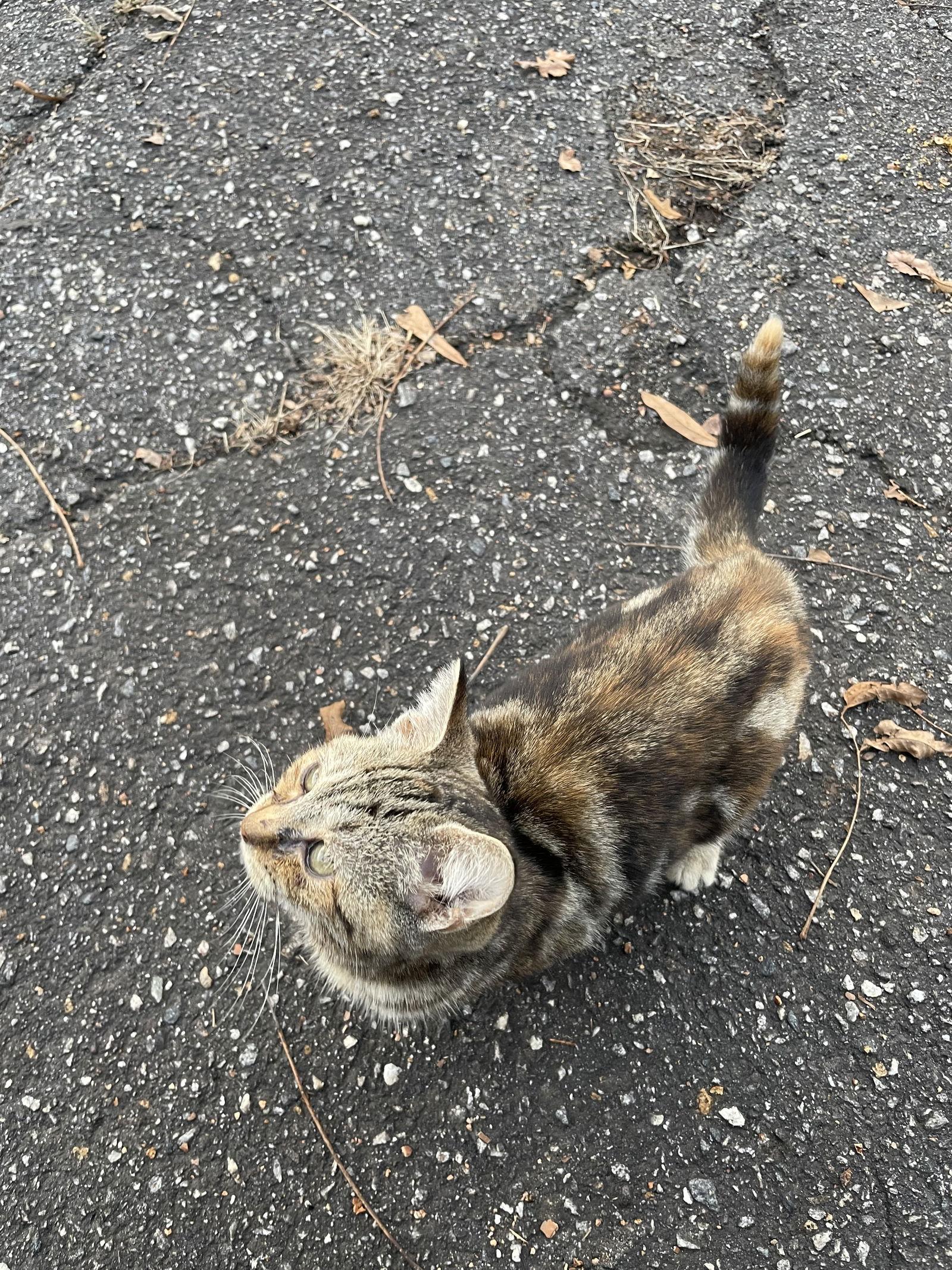 Joshie Girl, Adoptable, Young Female Domestic Medium Hair.