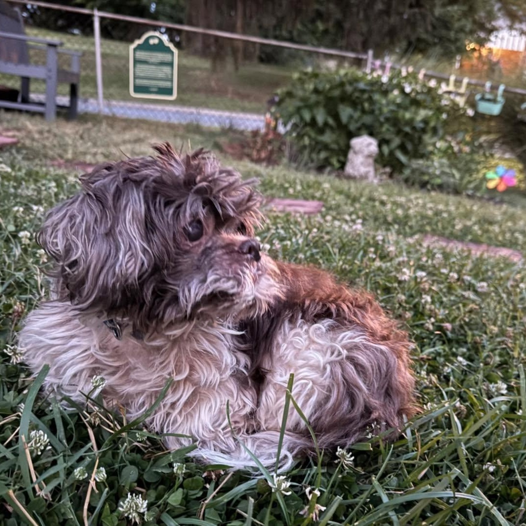Enlarge Howie, an adopted mixed breed in Rockville, MD image 3/6
