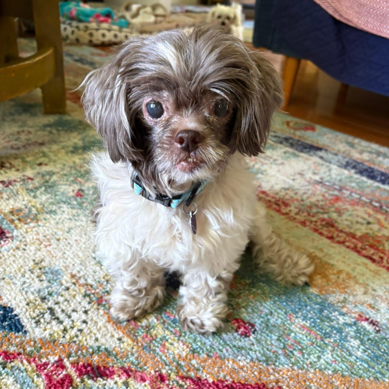 Howie, adopted, Senior Male Shih Tzu & Poodle (Toy).