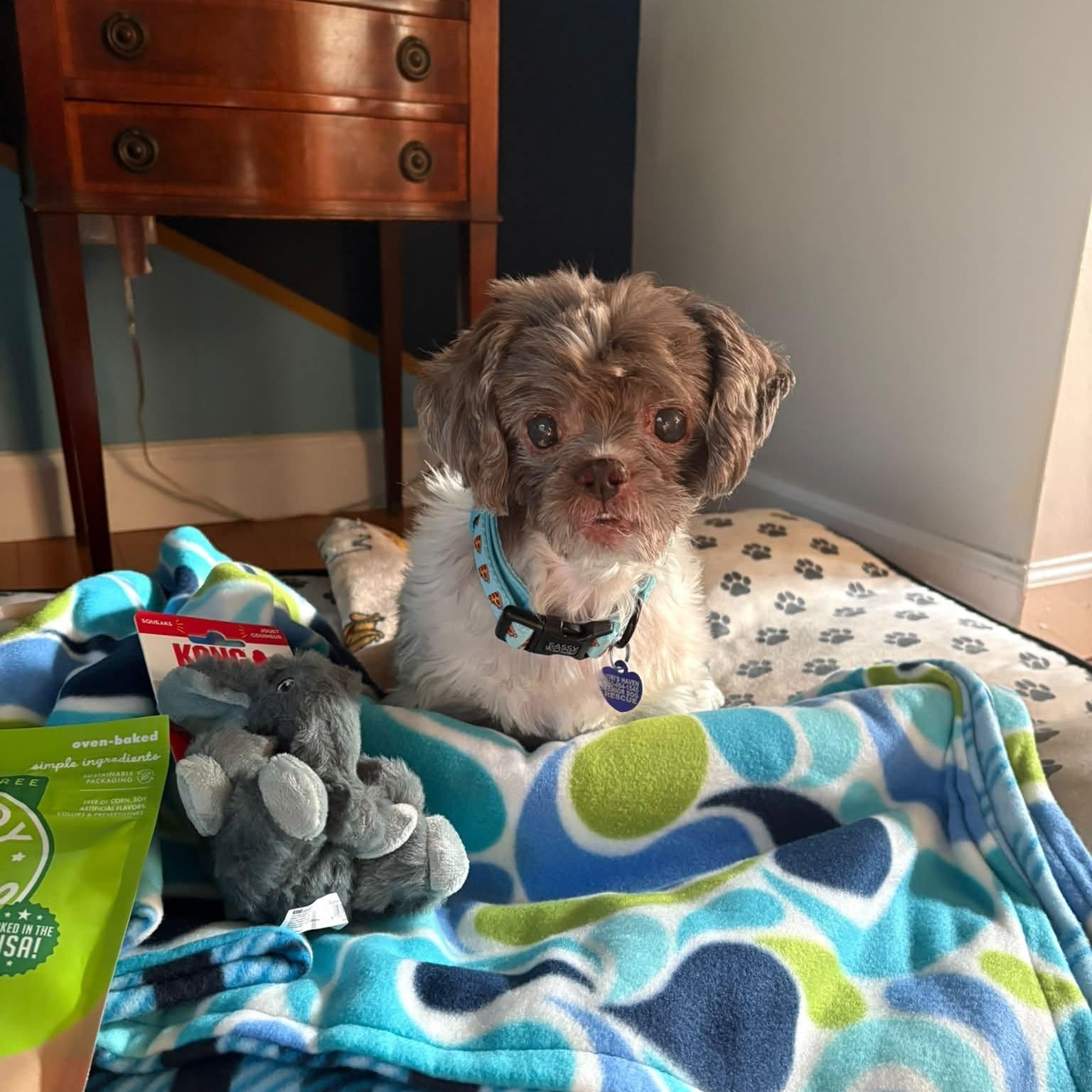 Enlarge Howie, an adopted mixed breed in Rockville, MD image 4/6