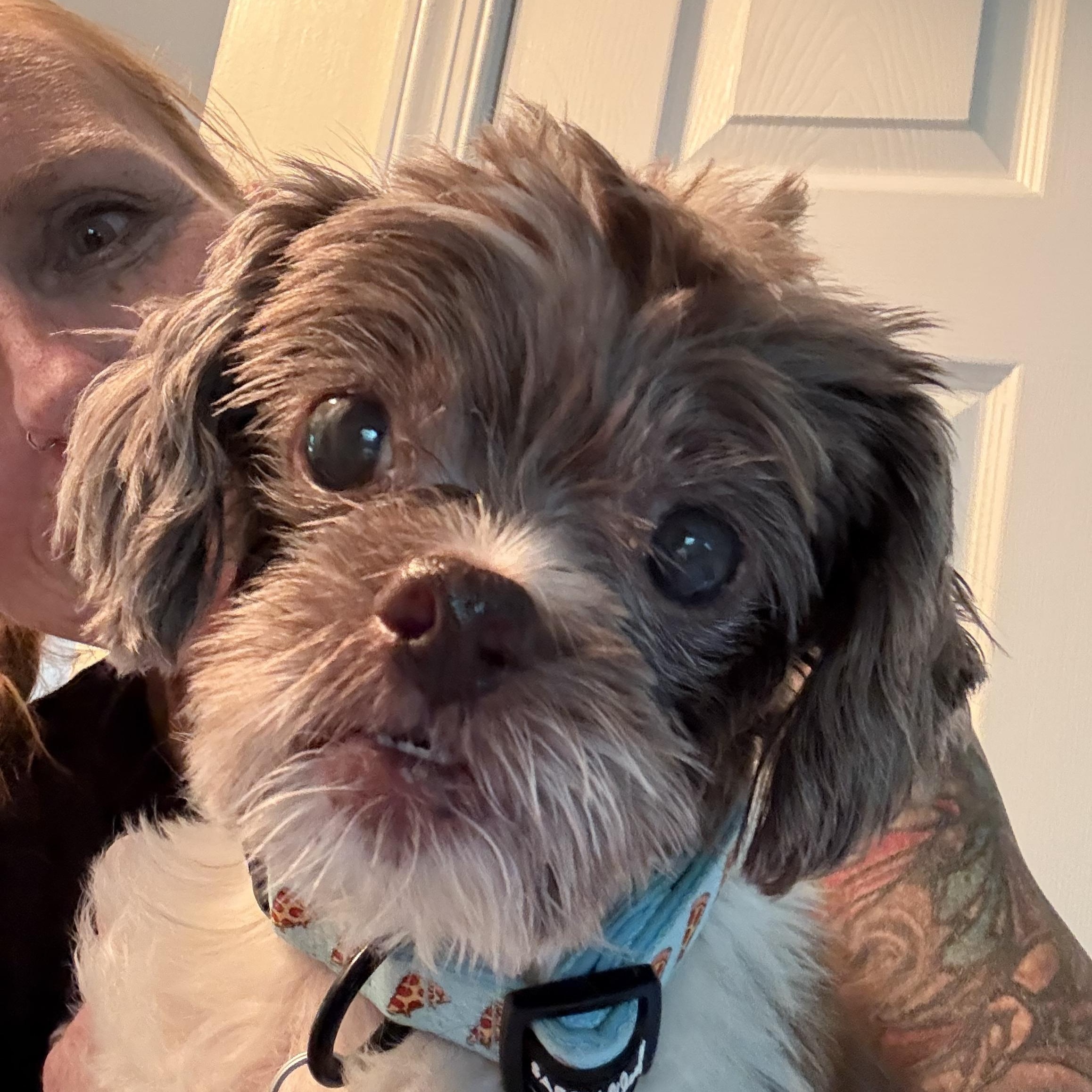 Enlarge Howie, an adopted mixed breed in Rockville, MD image 5/6