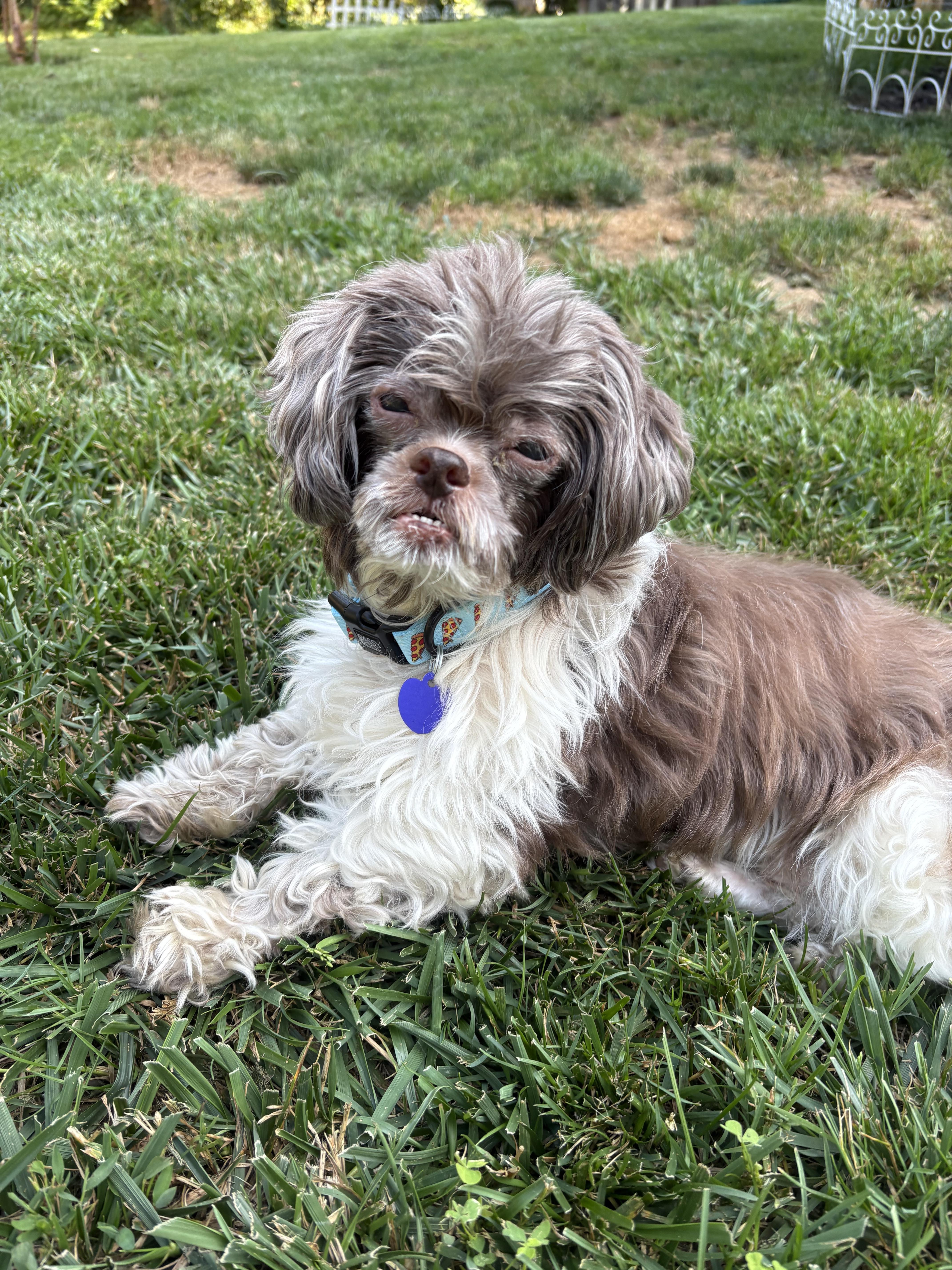 Enlarge Howie, an adopted mixed breed in Rockville, MD image 6/6