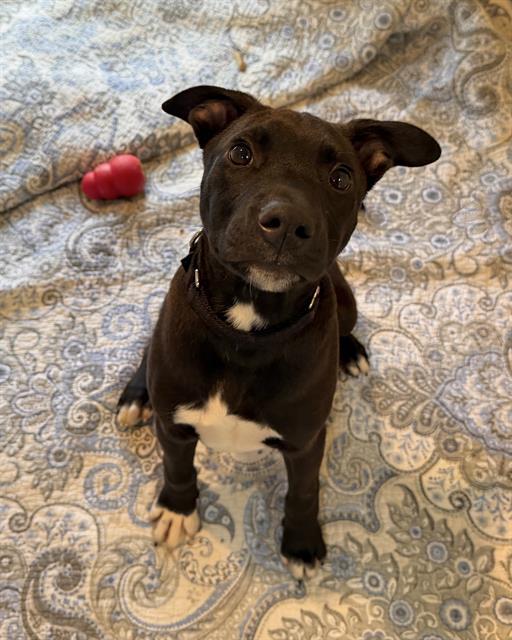 DANNY, Adoptable, Puppy Male Labrador Retriever & Mixed Breed.