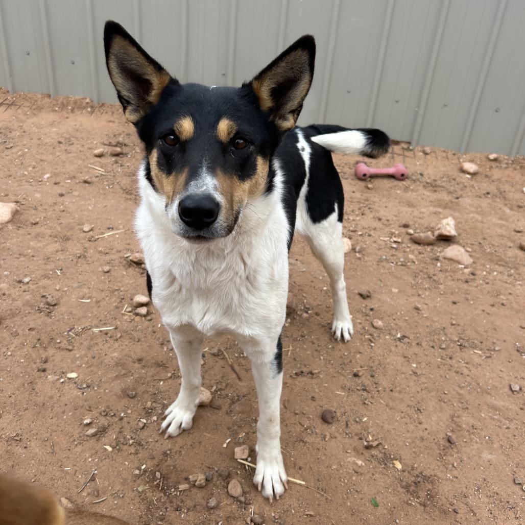Rosey, Adoptable, Young Female Mixed Breed.