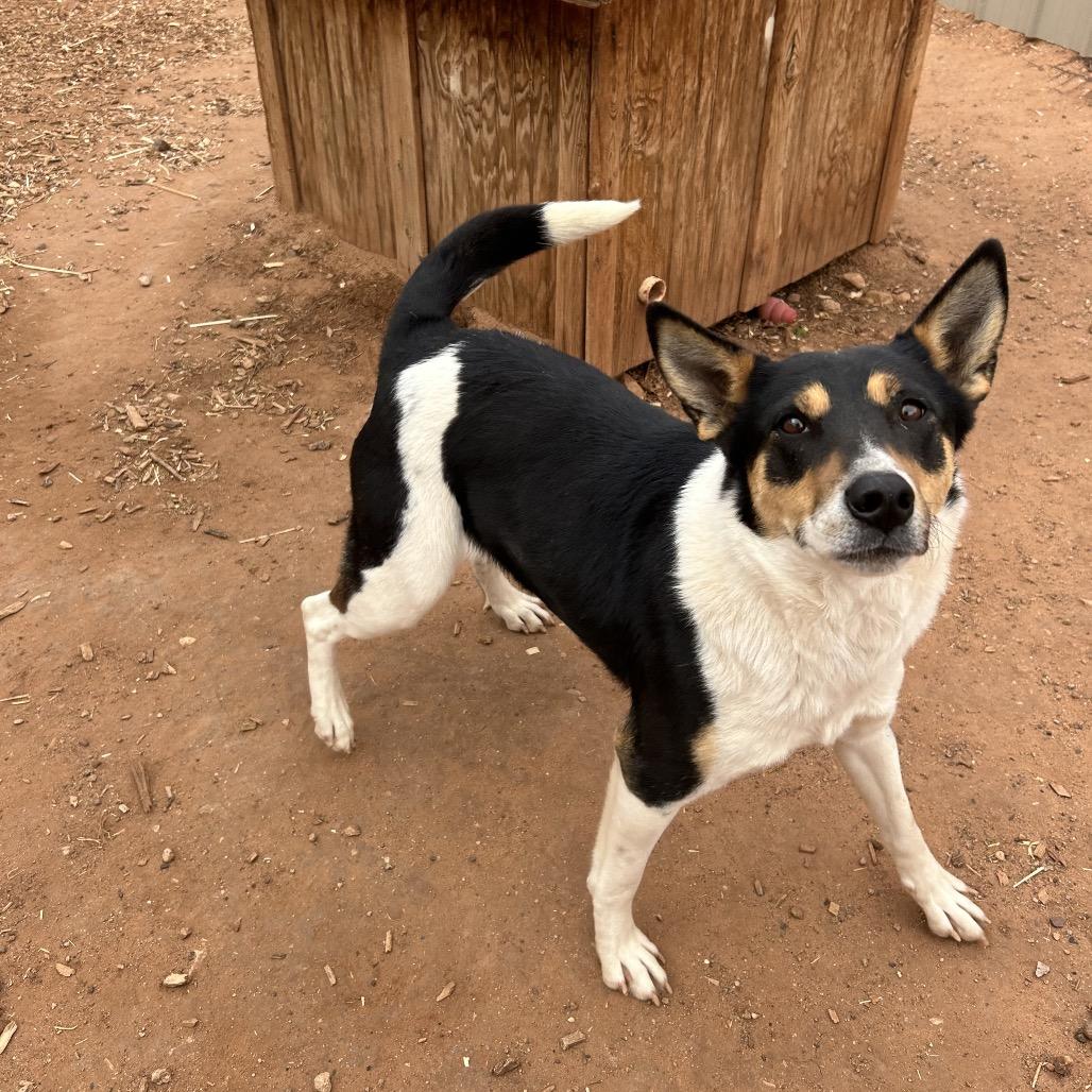 Enlarge Rosey, a Adoptable Mixed Breed in Moab, UT image 2/6