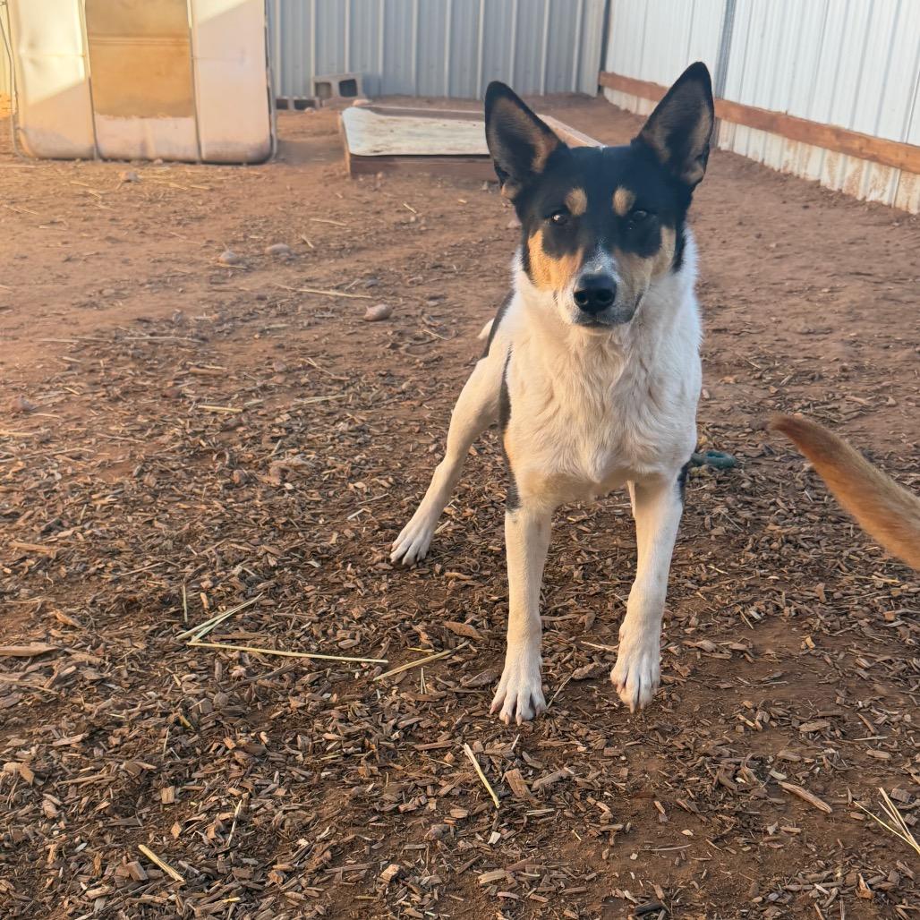 Enlarge Rosey, a Adoptable Mixed Breed in Moab, UT image 3/6