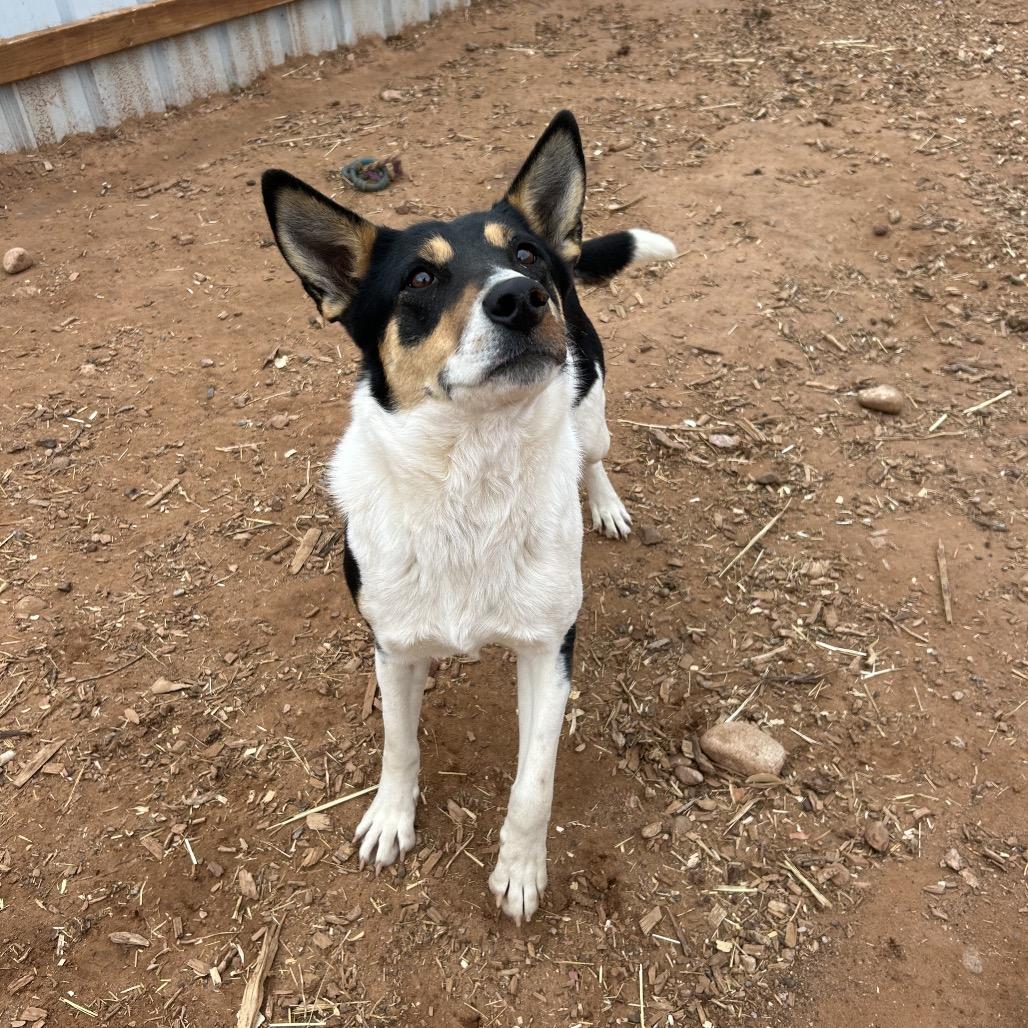 Enlarge Rosey, a Adoptable Mixed Breed in Moab, UT image 4/6
