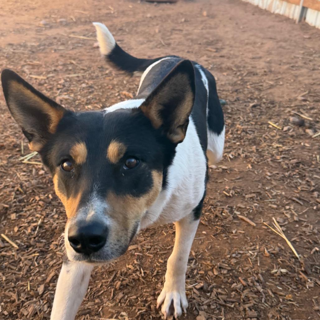 Enlarge Rosey, a Adoptable Mixed Breed in Moab, UT image 5/6