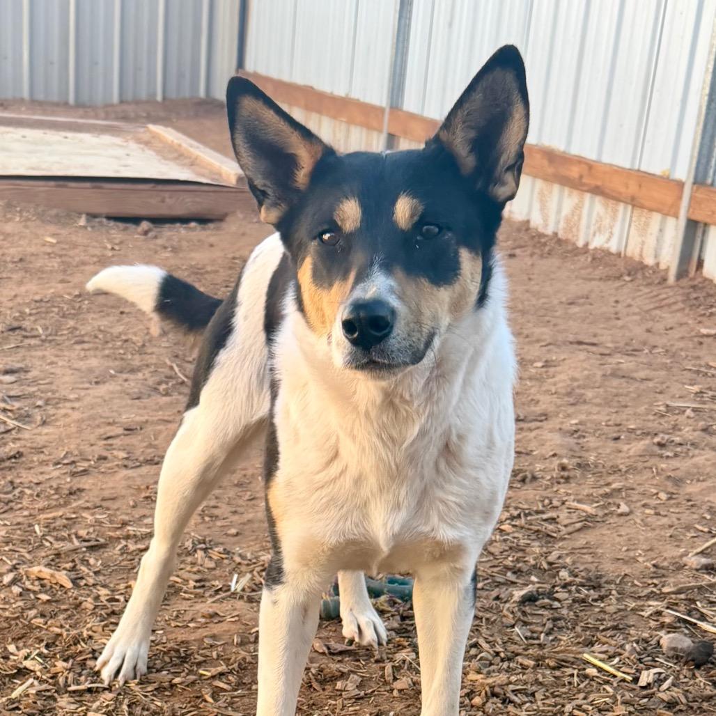 Enlarge Rosey, a Adoptable Mixed Breed in Moab, UT image 6/6