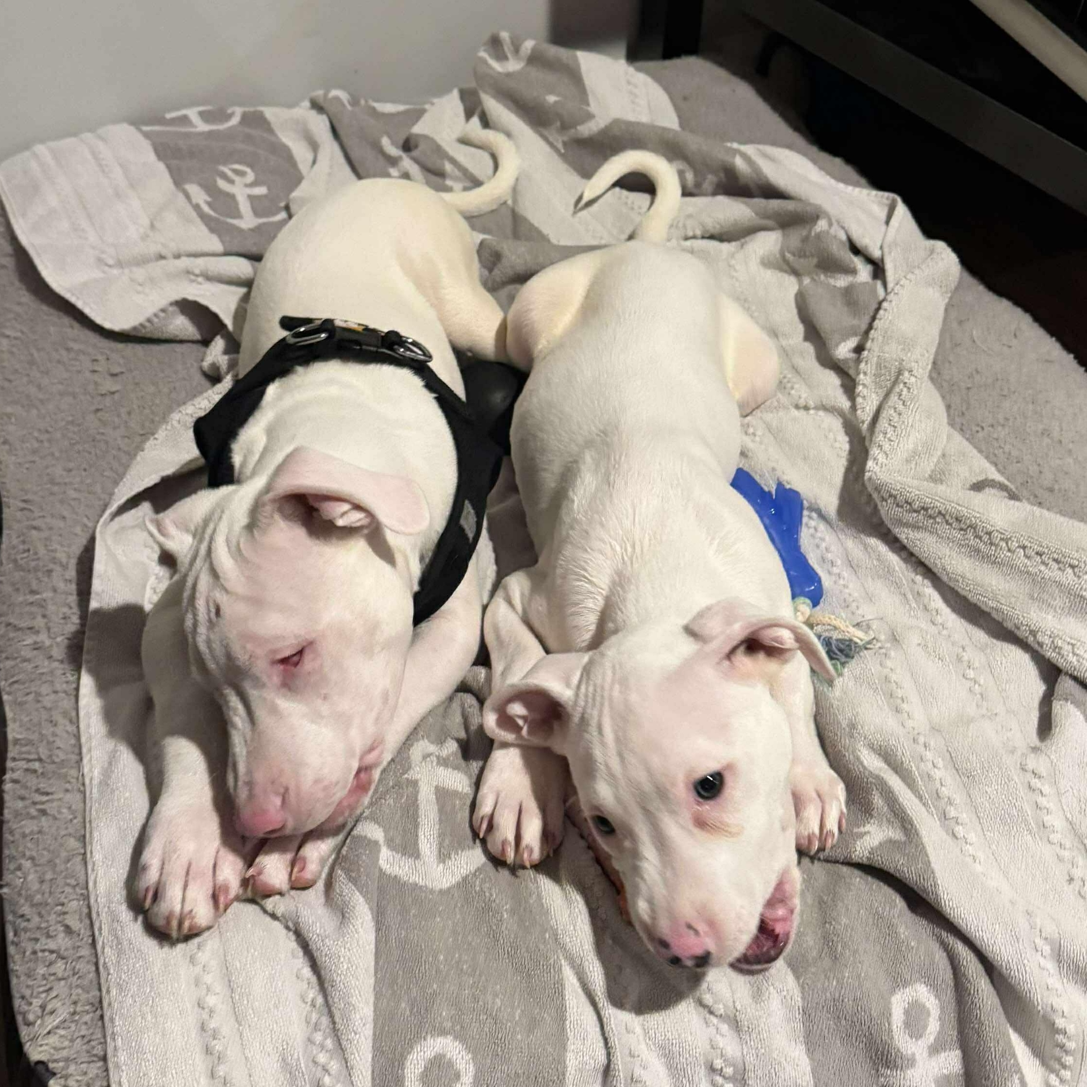 Casper, a Adoptable mixed breed image 2/6