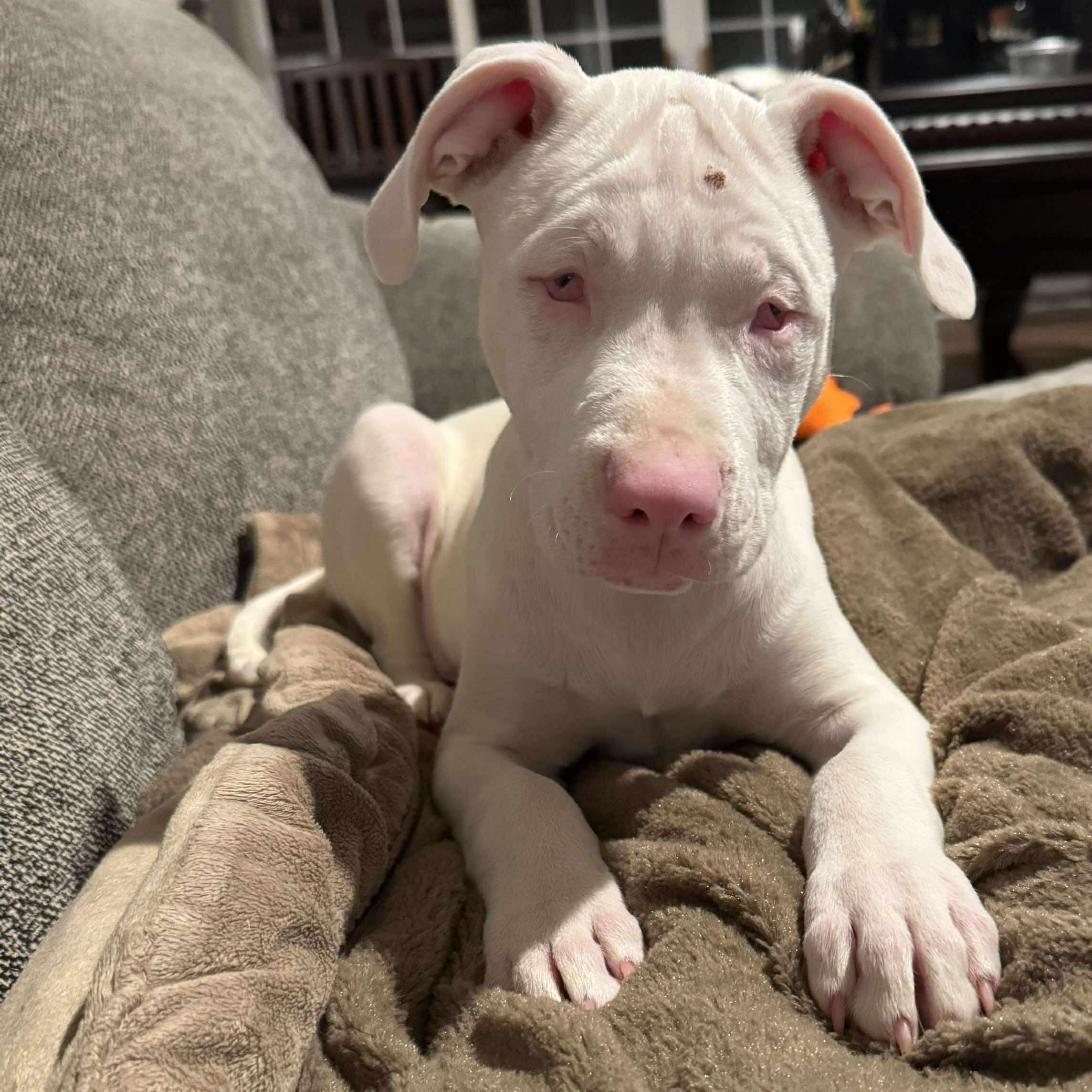 Casper, Adoptable, Young Male Pit Bull Terrier.