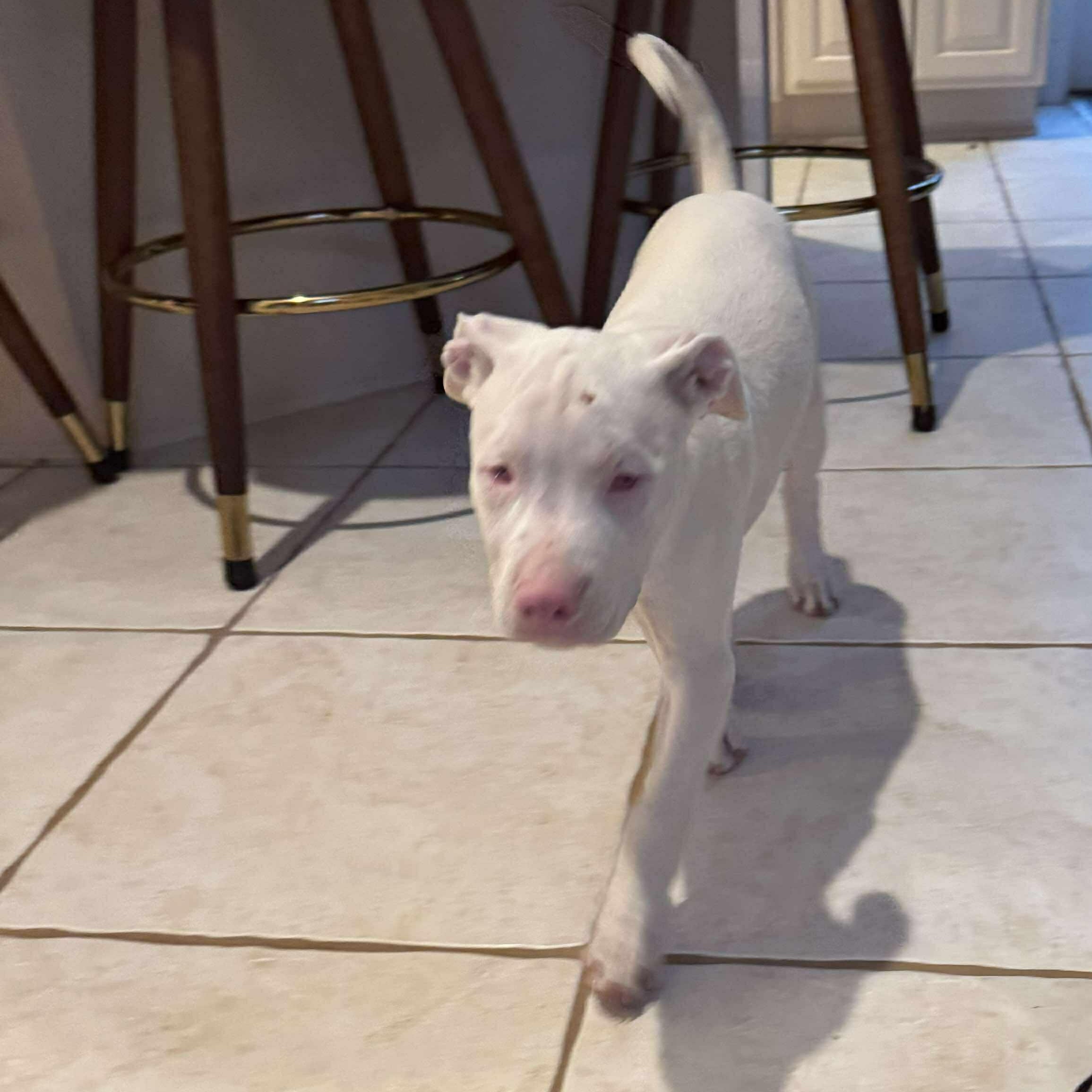 Casper, a Adoptable mixed breed image 3/6