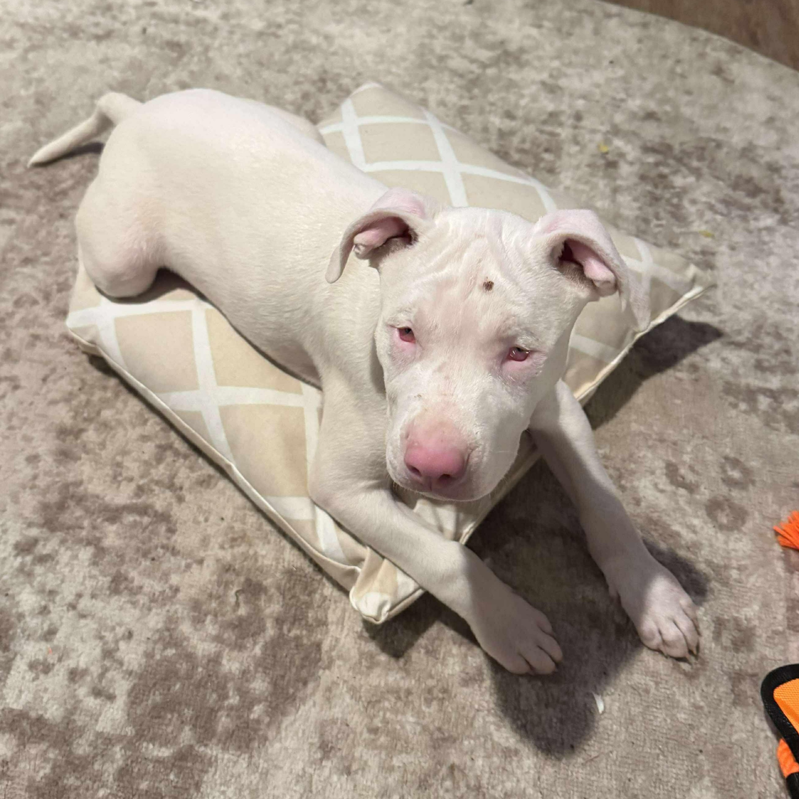 Casper, a Adoptable mixed breed image 4/6