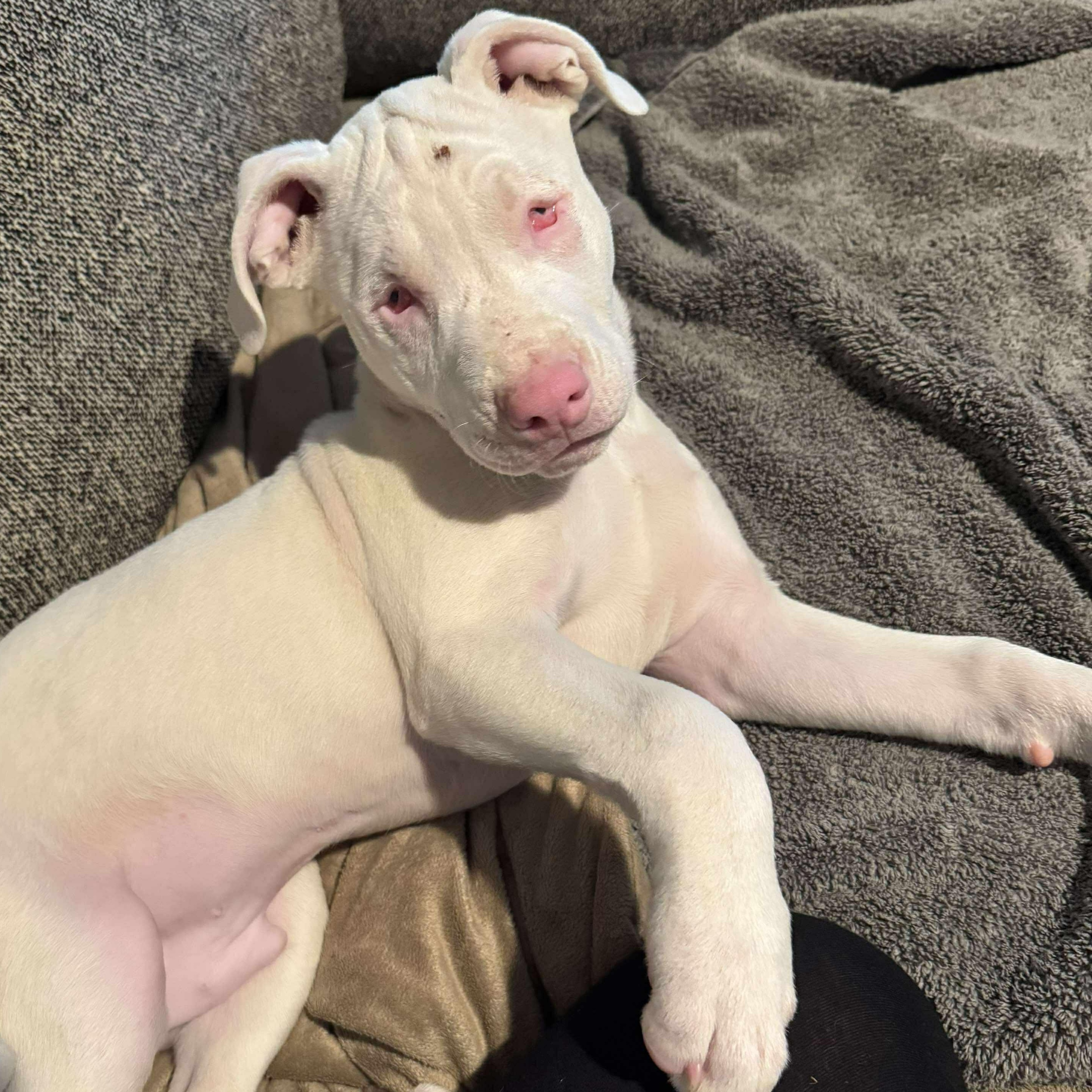 Casper, a Adoptable mixed breed image 5/6