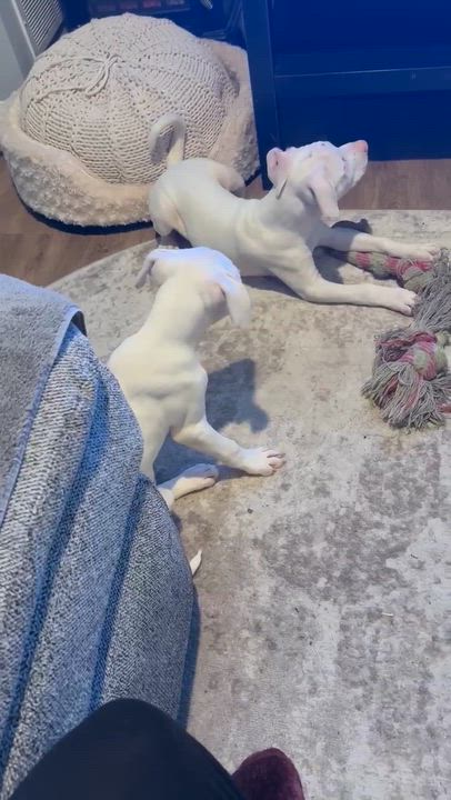 Enlarge Casper, a Adoptable mixed breed video 6/6