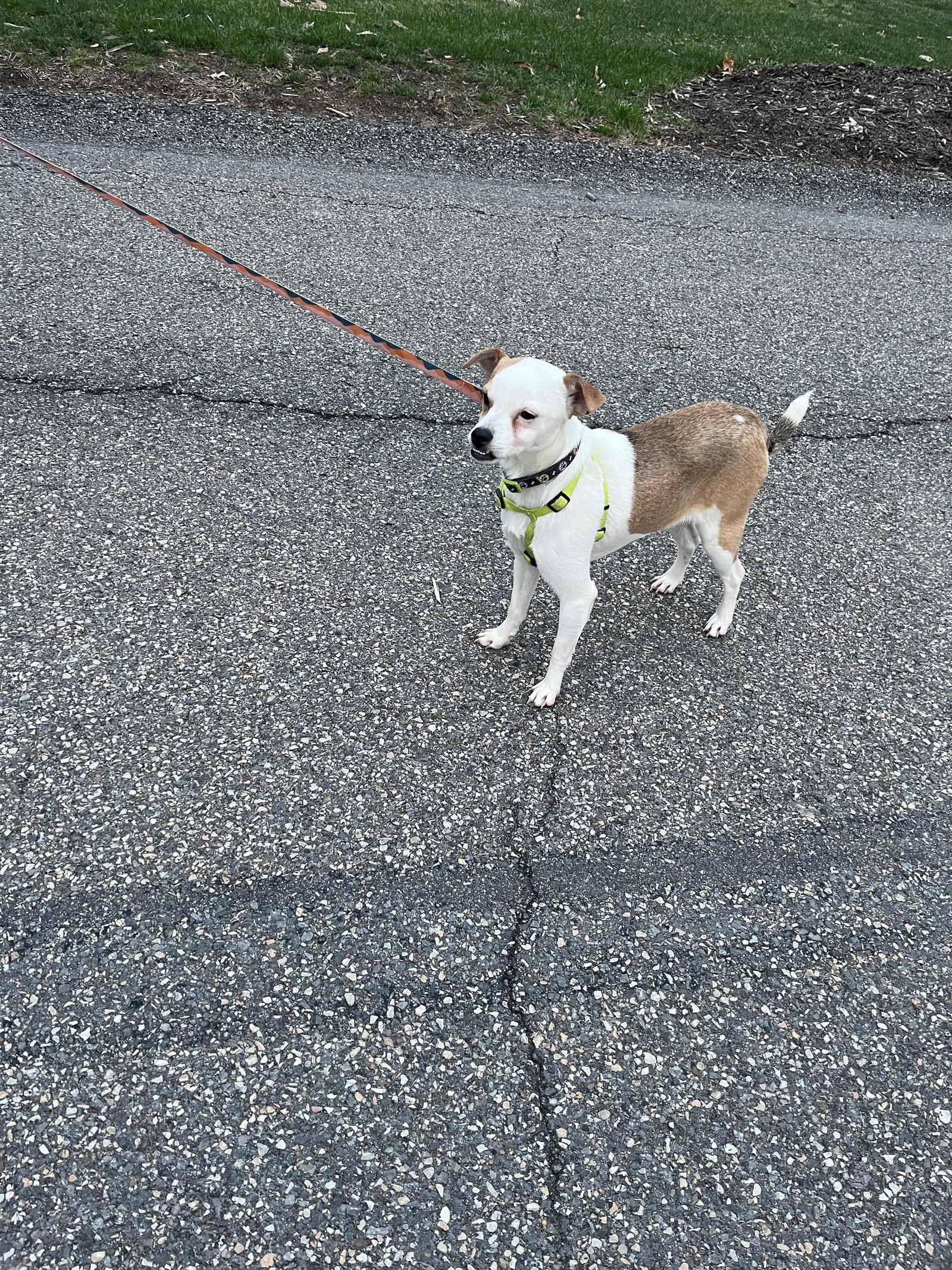 Terrence, Adoptable, Young Male Beagle.
