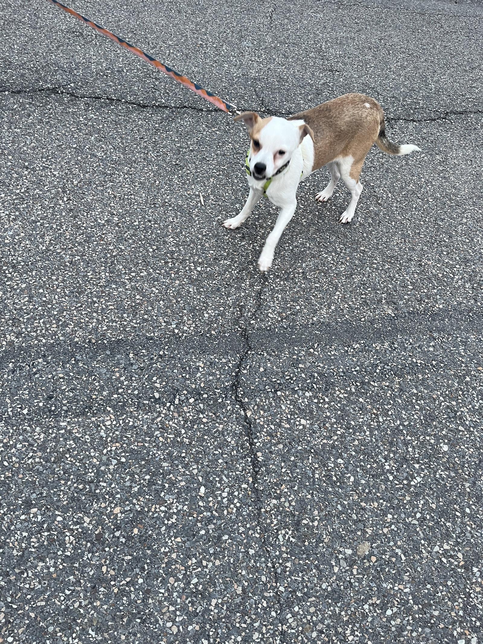 Terrence, a Adoptable Beagle in PITTSBURGH, PA image 2/3