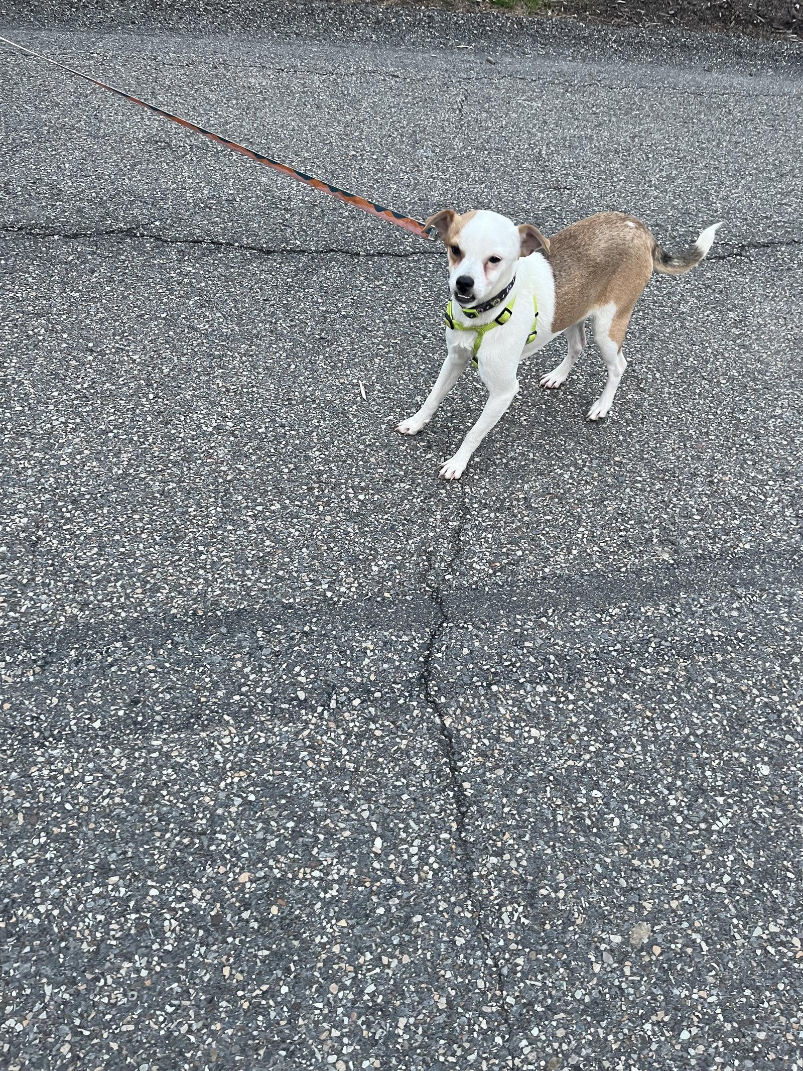 Terrence, a Adoptable Beagle in PITTSBURGH, PA image 3/3