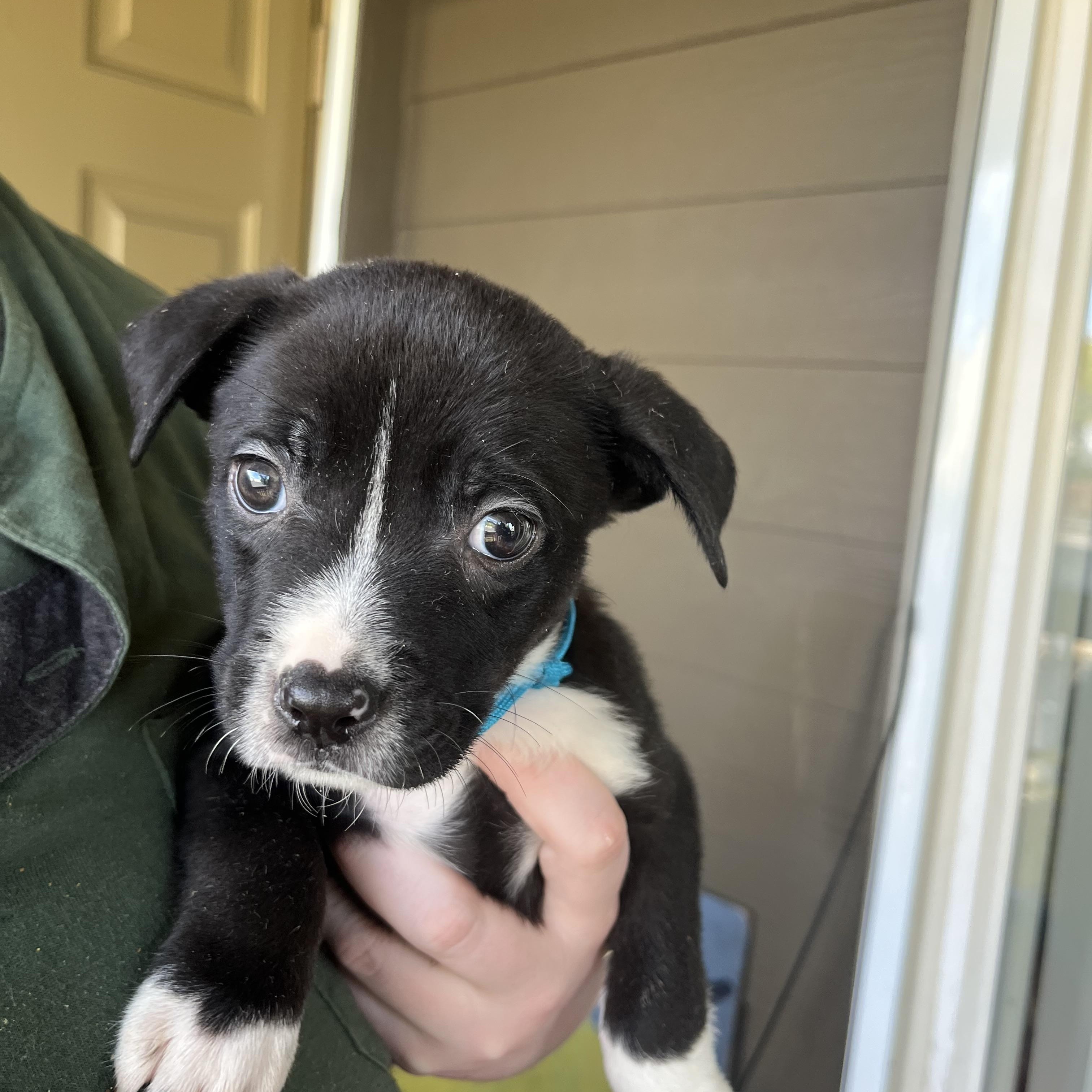 Enlarge BOBBY, WILLIE, SAM, MEG, MARYANN, CASTILE, a Adoptable mixed breed in Portland , OR image 3/6