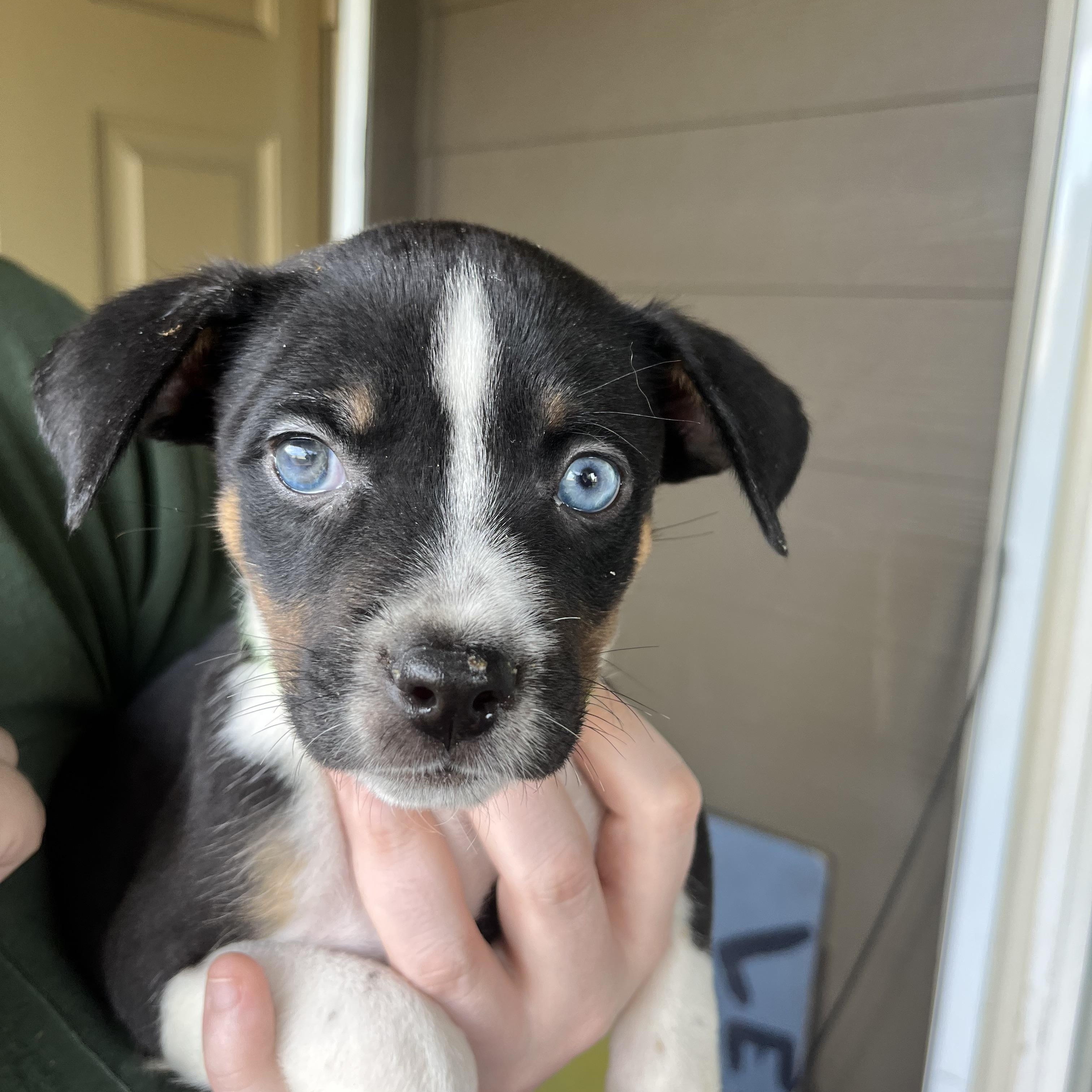 BOBBY, WILLIE, SAM, MEG, MARYANN, CASTILE, Adoptable, Puppy Male Border Collie & Labrador Retriever.