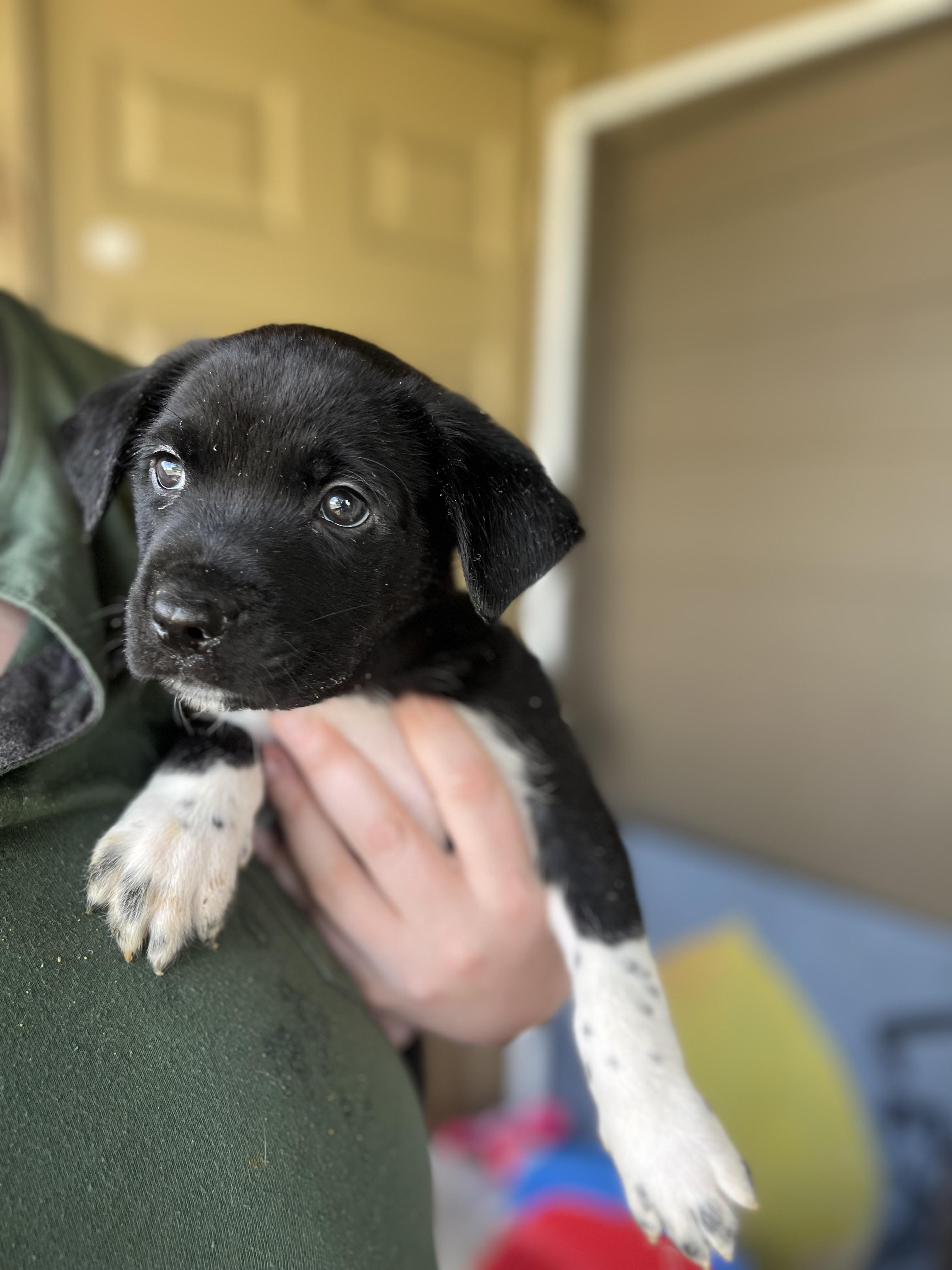Enlarge BOBBY, WILLIE, SAM, MEG, MARYANN, CASTILE, a Adoptable mixed breed in Portland , OR image 5/6