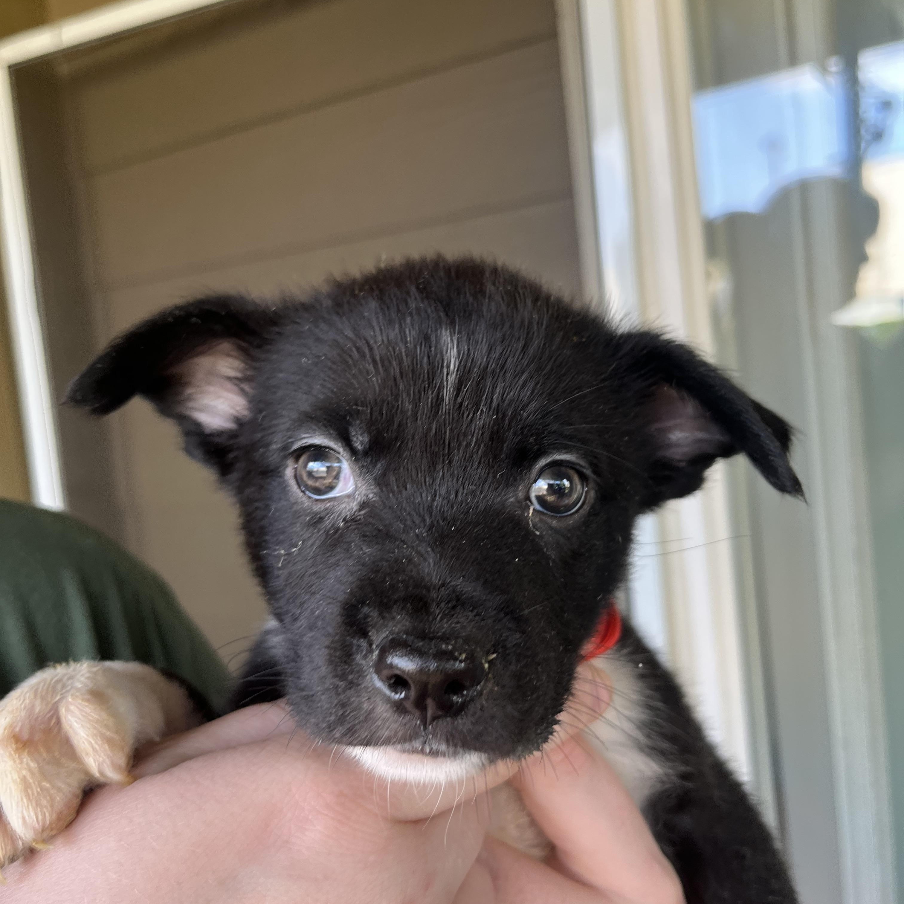 Enlarge BOBBY, WILLIE, SAM, MEG, MARYANN, CASTILE, a Adoptable mixed breed in Portland , OR image 4/6