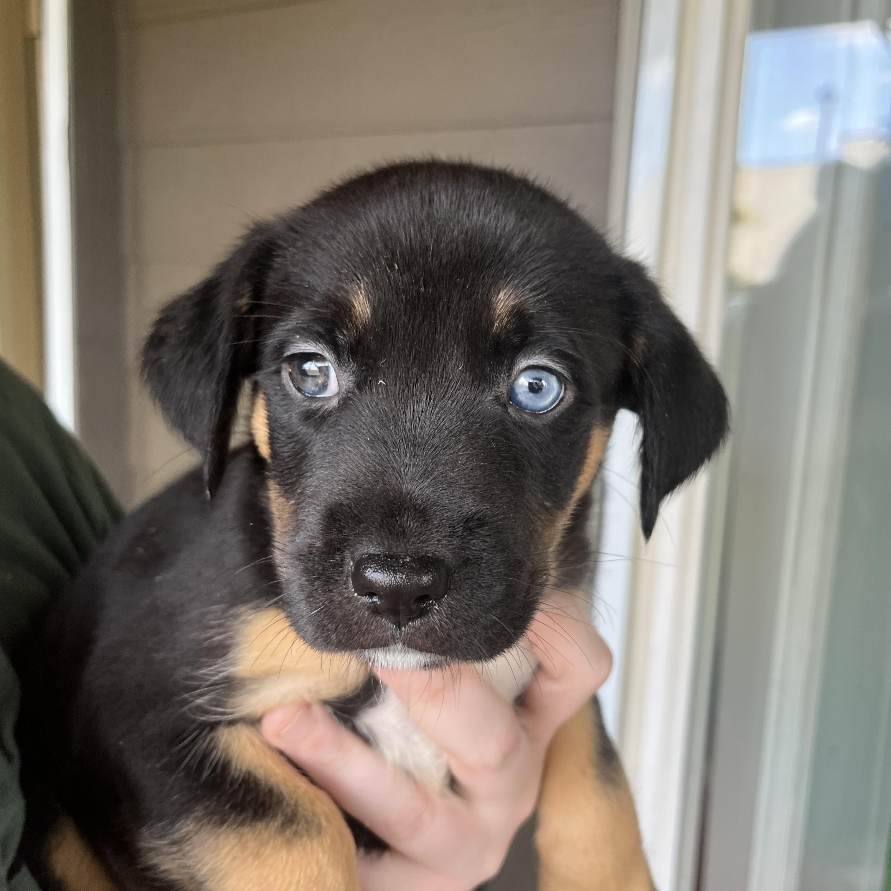 Enlarge BOBBY, WILLIE, SAM, MEG, MARYANN, CASTILE, a Adoptable mixed breed in Portland , OR image 2/6
