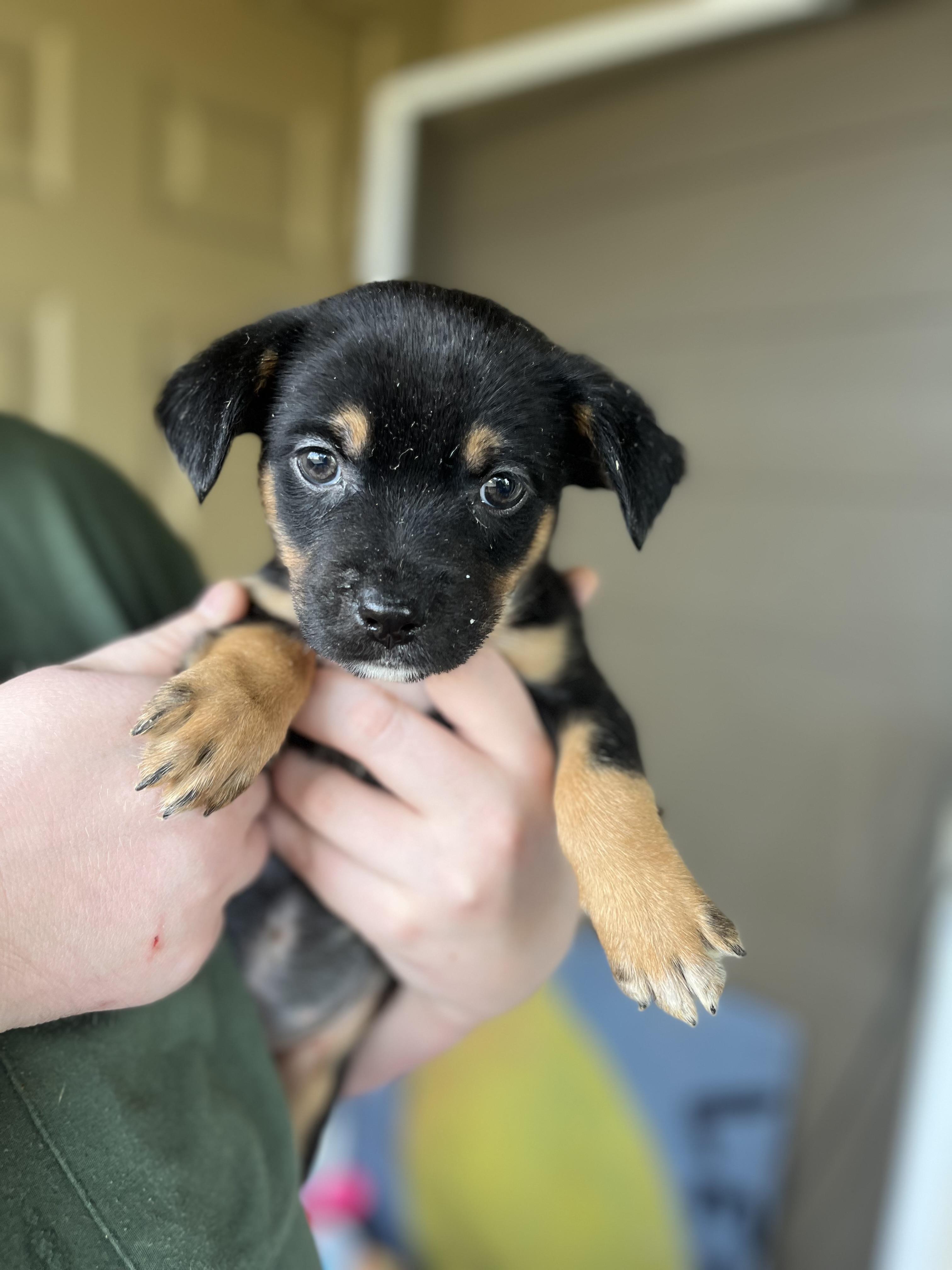 Enlarge BOBBY, WILLIE, SAM, MEG, MARYANN, CASTILE, a Adoptable mixed breed in Portland , OR image 6/6