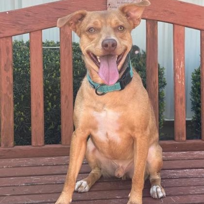 Enlarge Murphy, a ADOPTABLE Mixed Breed in Quincy, IL image 1/1