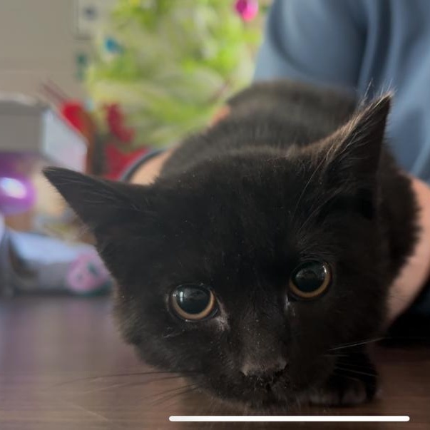 Rosa, a ADOPTABLE Domestic Short Hair in Marion, NC image 1/2