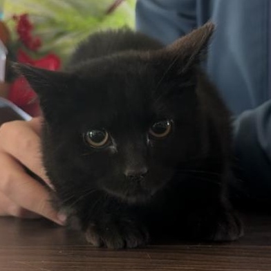 Rosa, a ADOPTABLE Domestic Short Hair in Marion, NC image 2/2