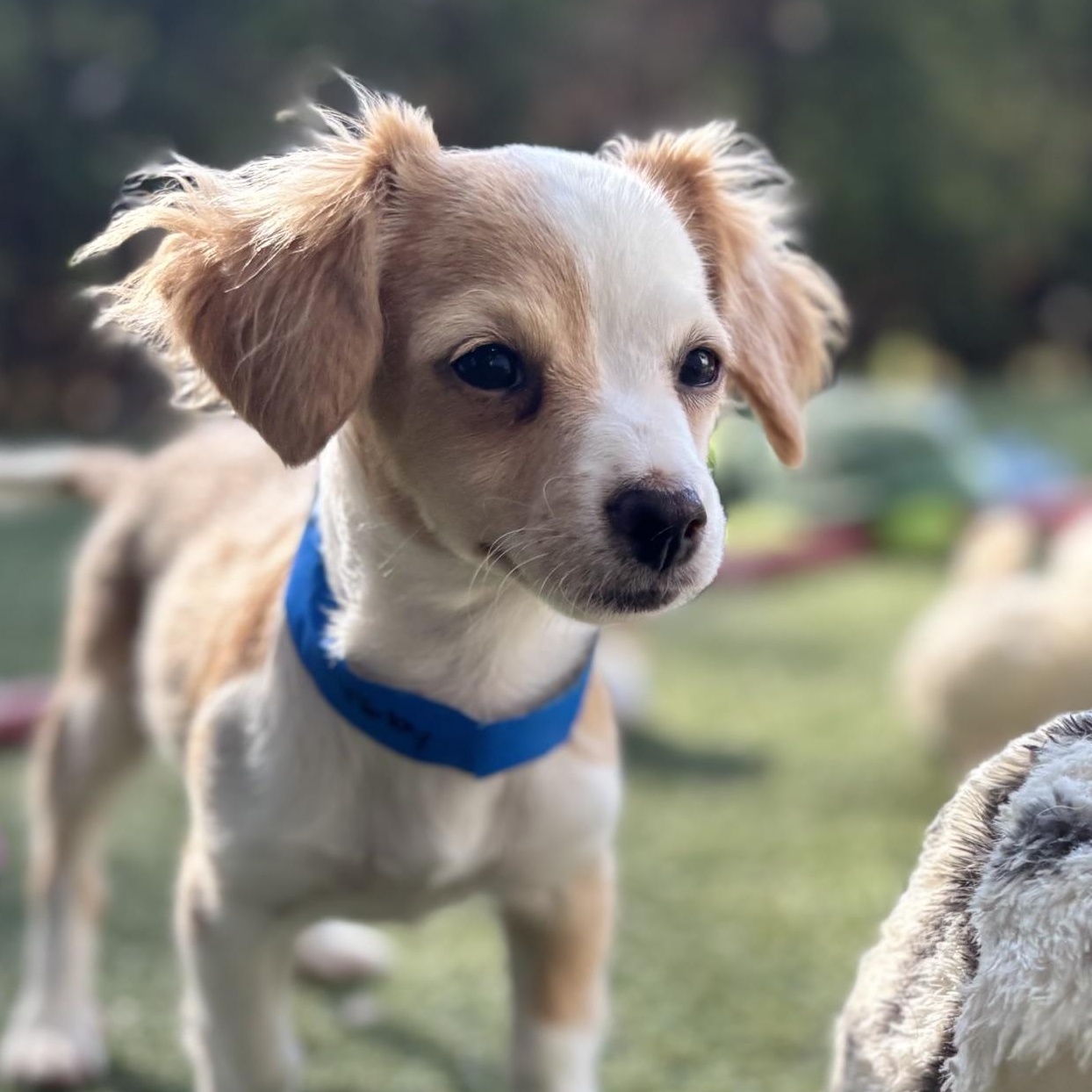 Toby, adopted, Puppy Male Spaniel & Terrier.