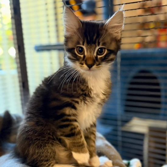 Dorian, Adoptable, Kitten Male Domestic Medium Hair.