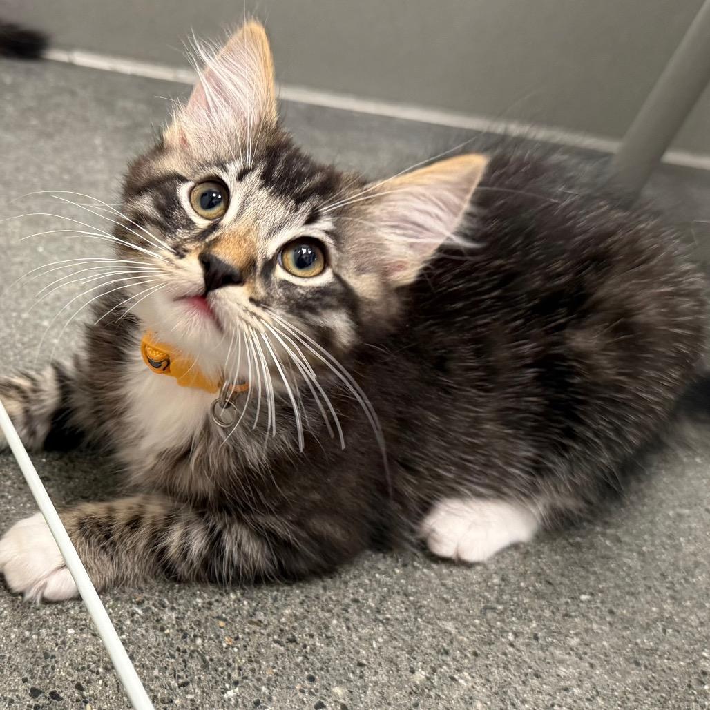 Dorian, a Adoptable Domestic Medium Hair in Pleasanton, CA image 2/6
