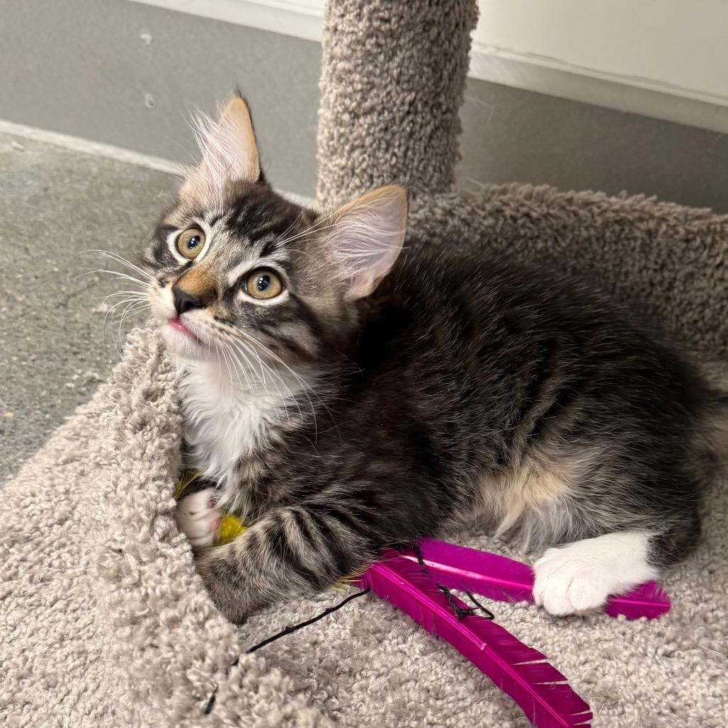 Dorian, a Adoptable Domestic Medium Hair in Pleasanton, CA image 3/6
