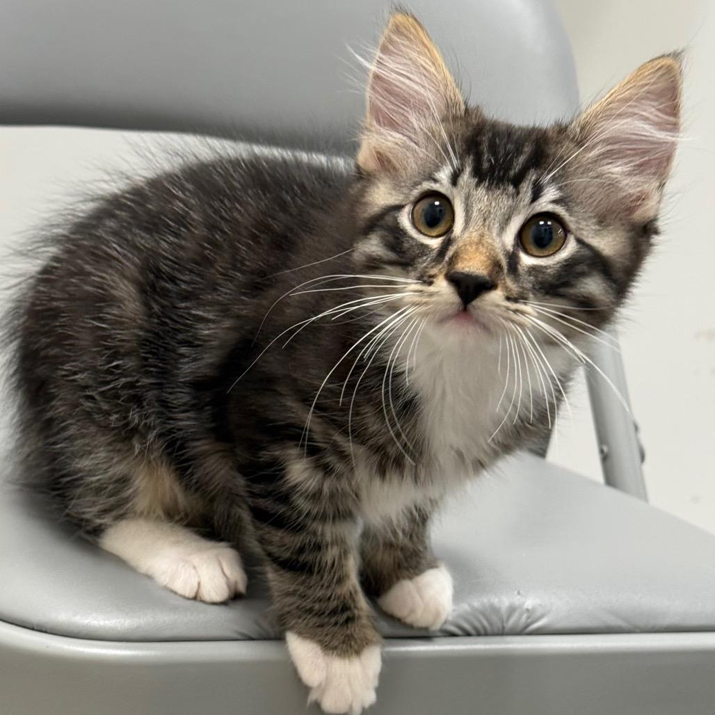 Dorian, a Adoptable Domestic Medium Hair in Pleasanton, CA image 4/6