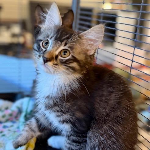 Dorian, a Adoptable Domestic Medium Hair in Pleasanton, CA image 5/6
