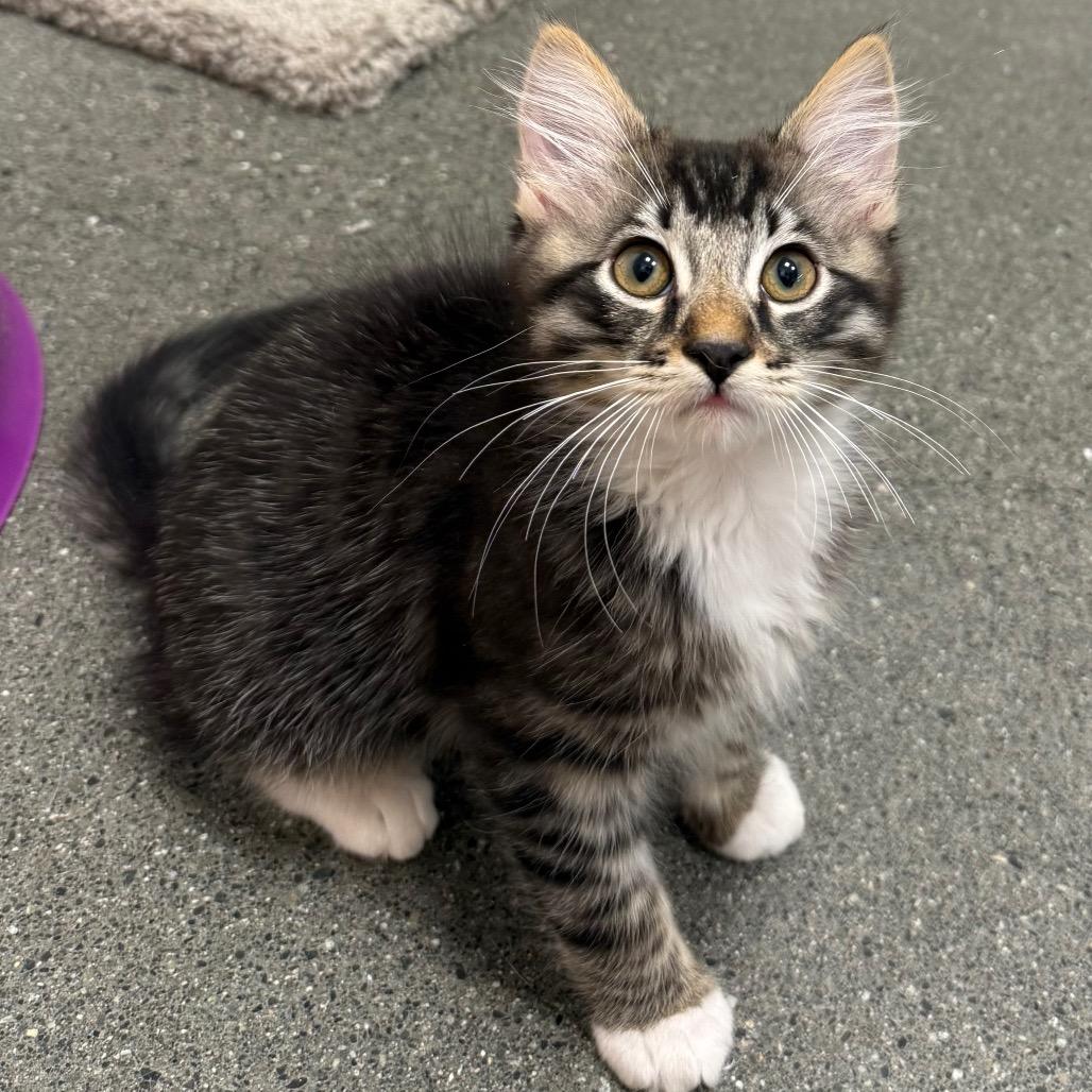 Dorian, a Adoptable Domestic Medium Hair in Pleasanton, CA image 6/6