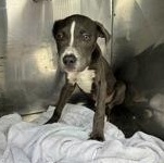 Enlarge Drako 53734468, a ADOPTABLE Mixed Breed in Harvey , LA image 1/2