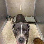 Enlarge Drako 53734468, a ADOPTABLE Mixed Breed in Harvey , LA image 2/2