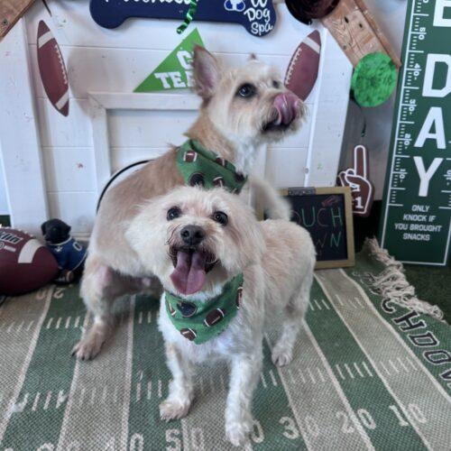 Tweeter, Adoptable, Senior Male Cairn Terrier.